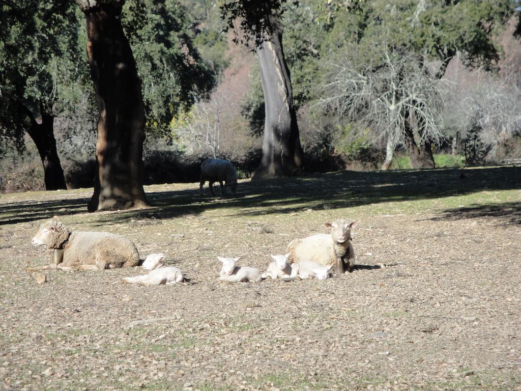 Casa Rural Sierra San Mamede La Codosera Luaran gambar